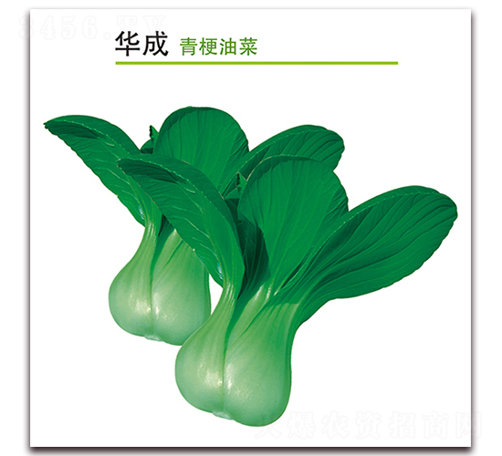 �A��-�๣�˷N��-������