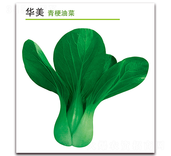 �A��-�๣�˷N��-������