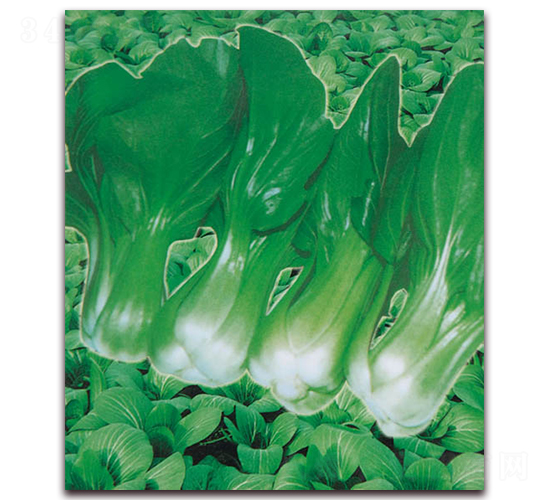 ����(j��)�Ϻ���-�๣�˷N��-������