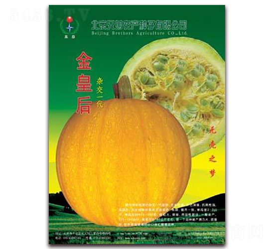 金皇后-南瓜種子-兄弟