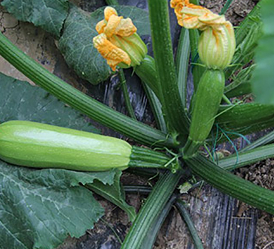 �žG�����J-�����J�N��-�M��N��