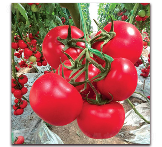 �ݷ�һ̖����-���ѷN��-�M��N��