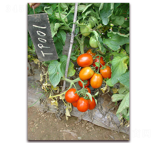 SC-709����-���ѷN��-�M(m��n)��N��