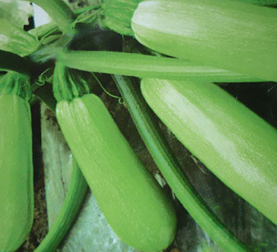 �к�8̖�������J�N��-�A�S�N�I(y��)