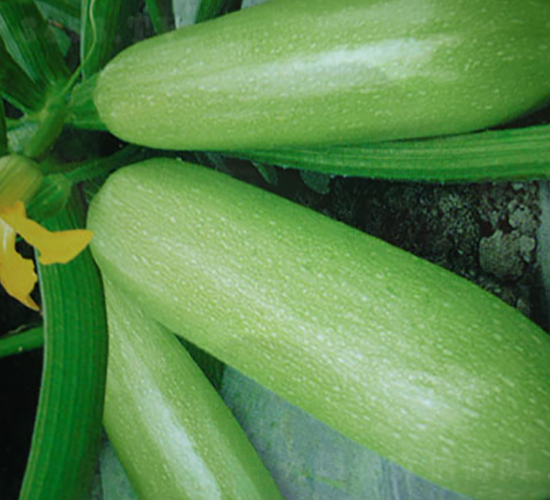 �к�12̖�������J�N��-�A�S�N�I(y��)