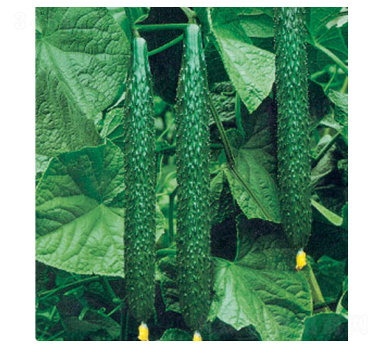 綠箭二號(hào)F1-黃瓜種子-華豐種業(yè)