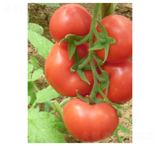 �t�ڶ�̖-���ѷN��-�A�S�N�I(y��)