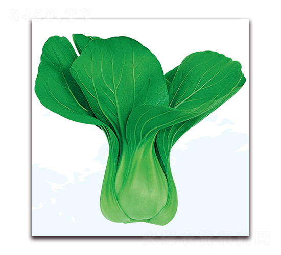 �۹�1̖(h��o)-�ײ˷N��-��֮�W