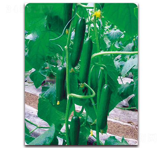 美奧7號(hào)-黃瓜種子-美之奧