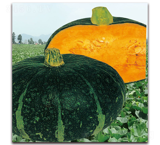 甘栗-南瓜種子-美之奧