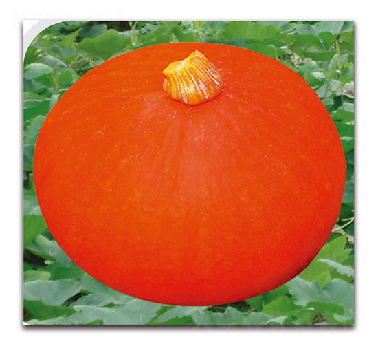 貴紅-南瓜種子-美之奧