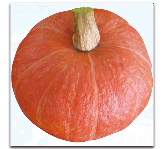 貴紅2號-南瓜種子-美之奧