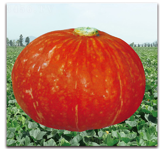 金栗-南瓜種子-美之奧