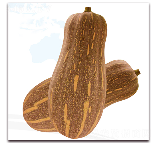 三雄1號(hào)-南瓜種子-美之奧