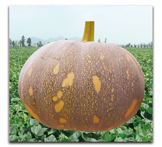 三雄小蜜1號(hào)-南瓜種子-美之奧