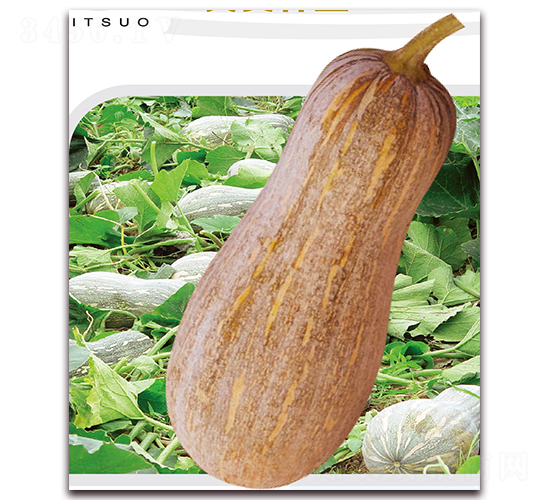 早生蜜本-南瓜種子-美之奧