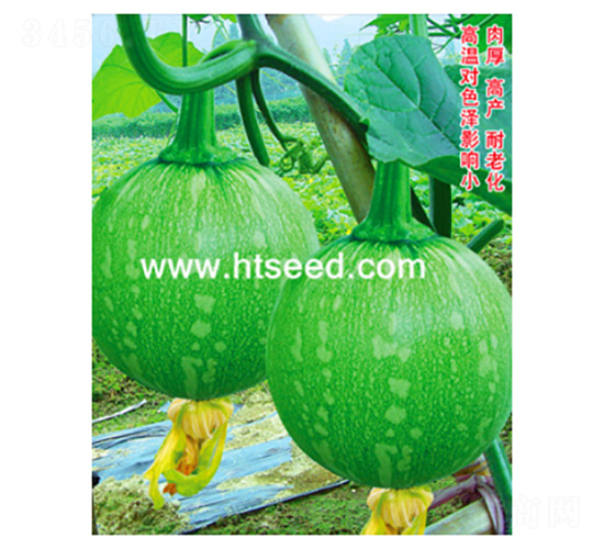 溫玉早生-南瓜種子-好特園藝