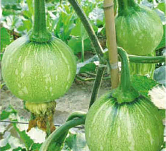 川瓏四號-南瓜種子-好特園藝