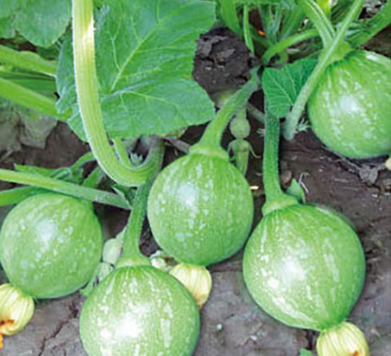 無(wú)蔓早麗-南瓜種子-好特園藝