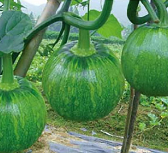 青鈴-南瓜種子-好特園藝