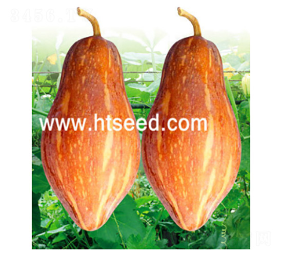 泰香玉-南瓜種子-好特園藝