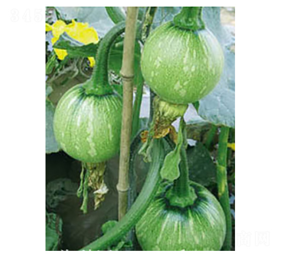 早秀-南瓜種子-好特園藝