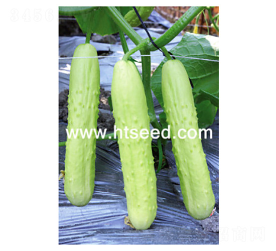 ���@��̖(h��o)-�S�ϷN��-���؈@ˇ