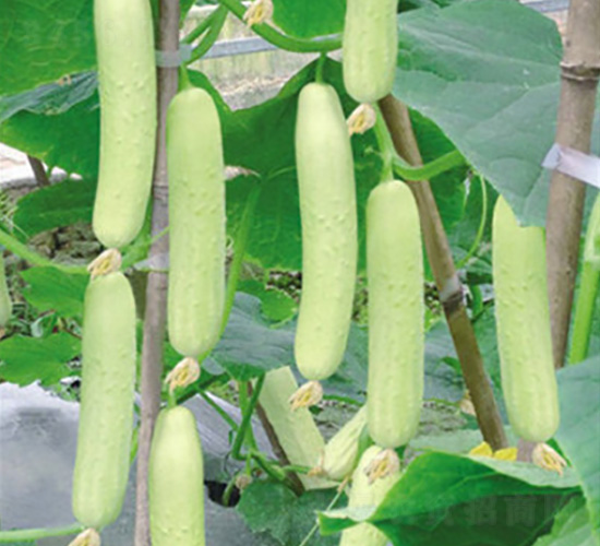 ���@һ̖-�S�ϷN��-���؈@ˇ