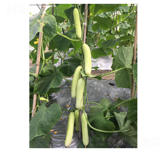 ��Ů-�S�ϷN��-���؈@ˇ