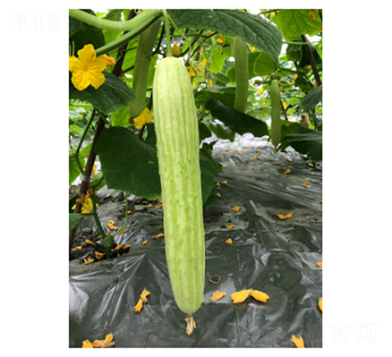 ���@ʮ��̖-�S�ϷN��-���؈@ˇ