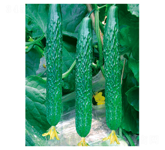 ����13̖(h��o)-�S�ϷN��-���؈@ˇ