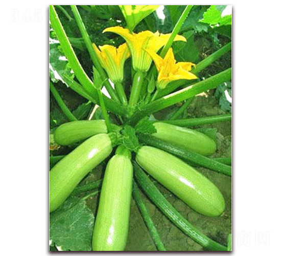 ���_-�����J�N��-���_