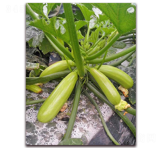 ʥ���_-�����J�N��-���_(d��)