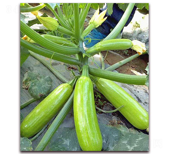 �P����-�����J�N��-���_(d��)