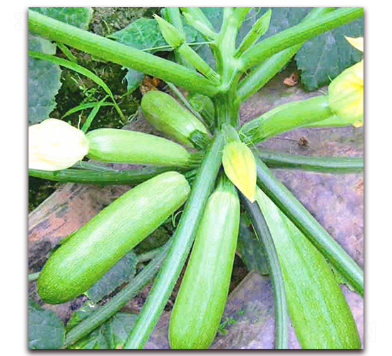 ��¡-�����J�N��-���_