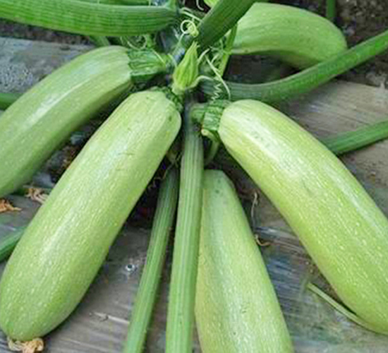 �P�R-�����J�N��-���_(d��)