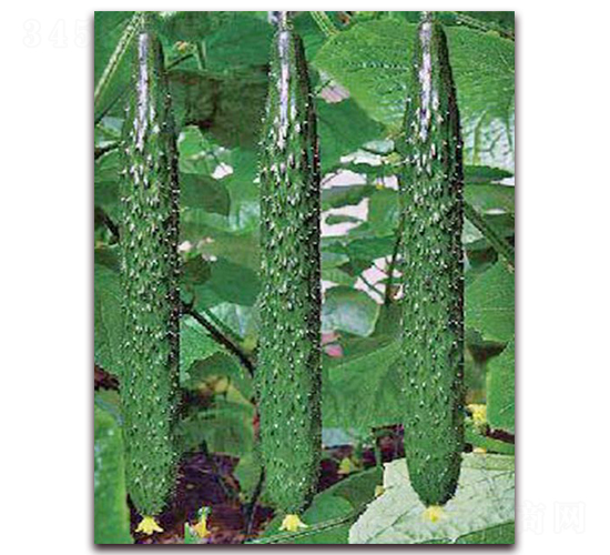 ���_(d��)2̖-�S�ϷN��-���_(d��)