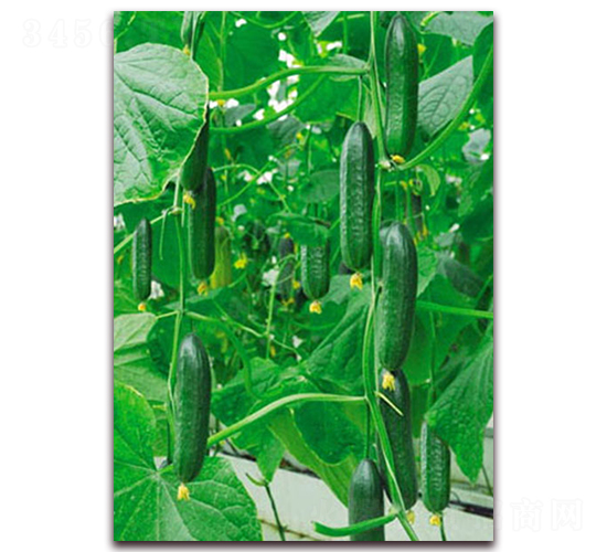 �G��2̖(h��o)-�S�ϷN��-���_(d��)