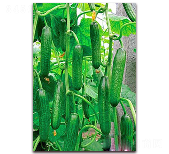 �G��1̖-�S�ϷN��-���_(d��)