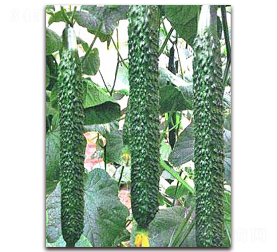 ���_2̖-�S�ϷN��-���_