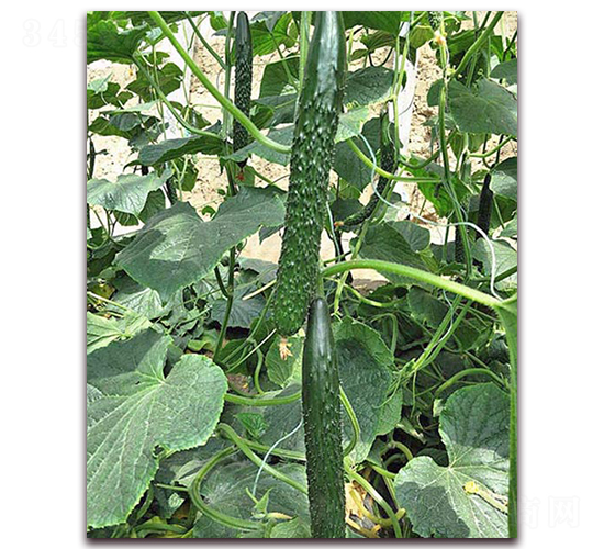 ������-�S�ϷN��-���_(d��)