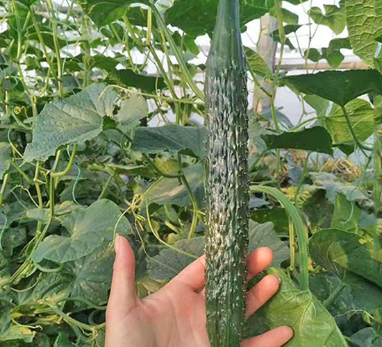 ���_(d��)-�S�ϷN��-���_(d��)