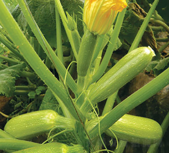 �f(w��n)��-�����J�N��-����r(n��ng)�I(y��)