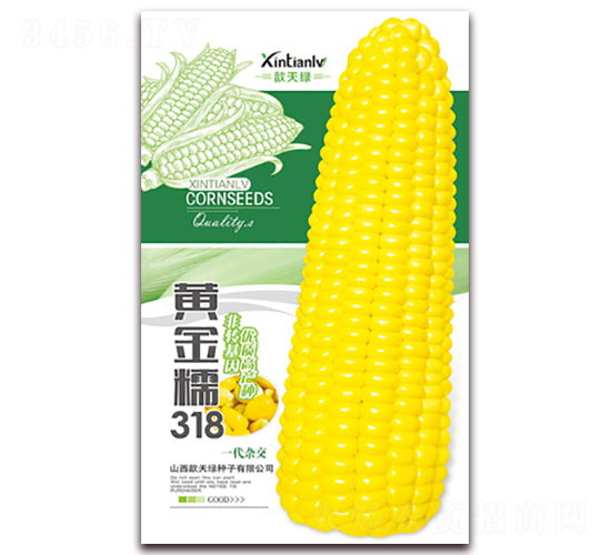 黃金糯318-甜糯玉米種子-歆天綠