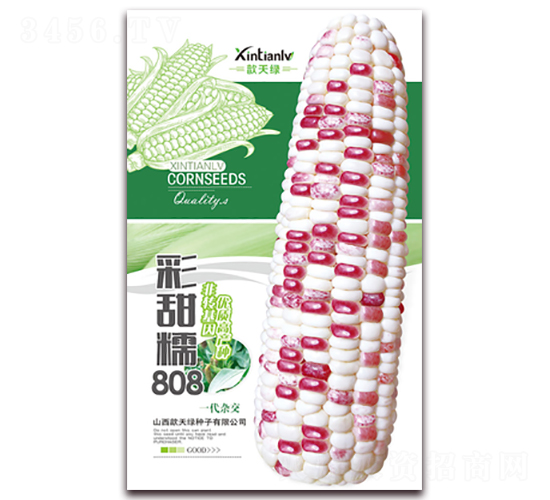 彩甜糯808-甜糯玉米種子-歆天綠