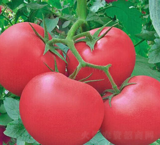 �I(l��ng)����̖-�۹����ѷN��-���_