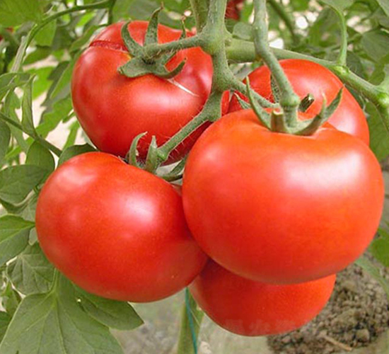 �_(d��)��-�۹����ѷN��-���_(d��)