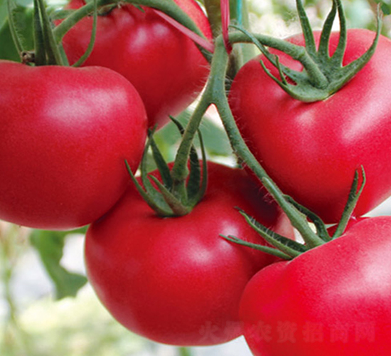 ���Ķ�̖-�۹����ѷN��-���_