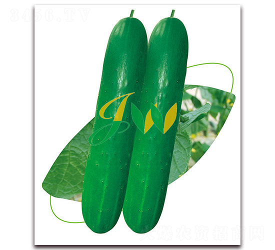 ���S6̖-�S�ϷN��-�I�ھ���