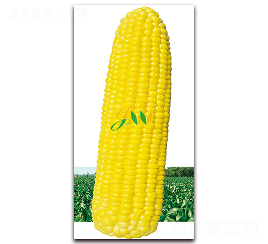 ����M(m��n)��-�rʳ���׷N��-�I(y��ng)�ھ���